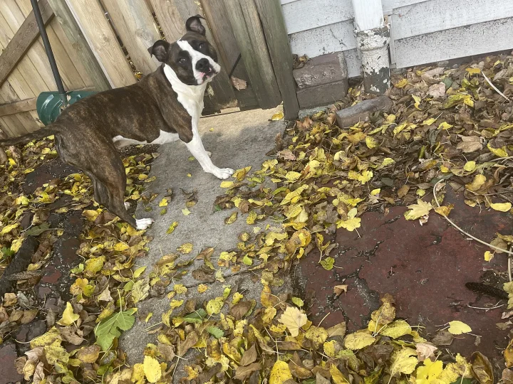 Brindle dog standing among fallen yellow leaves · Dog photo — Pictures of Dog