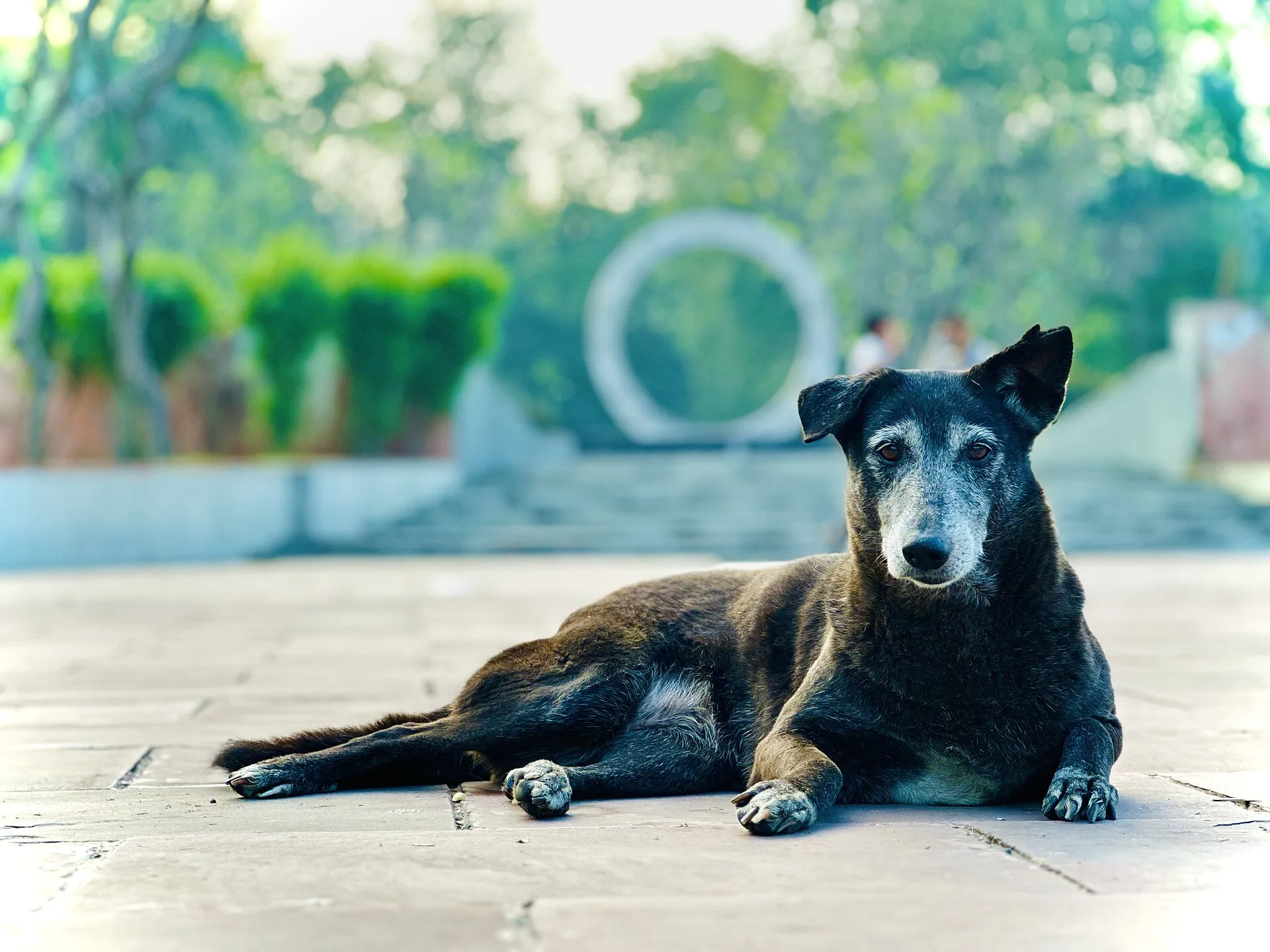 Dog at yamuna, a dog photo on Pictures of Dog