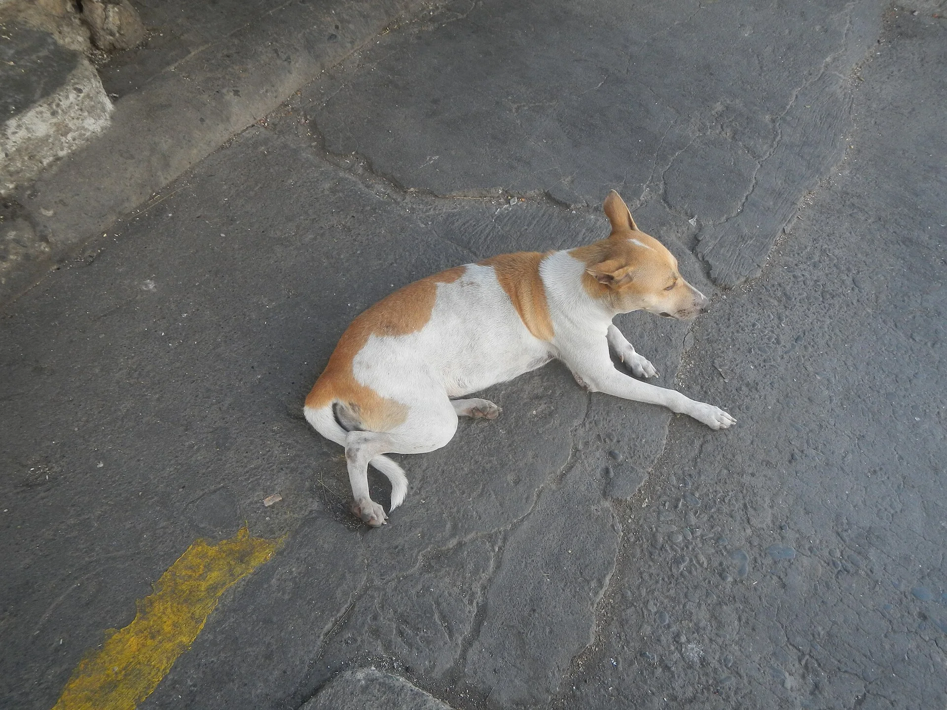 Pictures of Dog의 강아지 사진, Timeline of the 2020 coronavirus pandemic in the Philippines 2020 coronavirus pandemic in the Philippines Bayanihan to H
