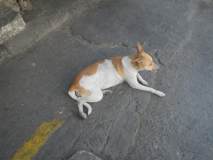 A tan and white dog lying beside a painted yellow line · Dog photo — Pictures of Dog