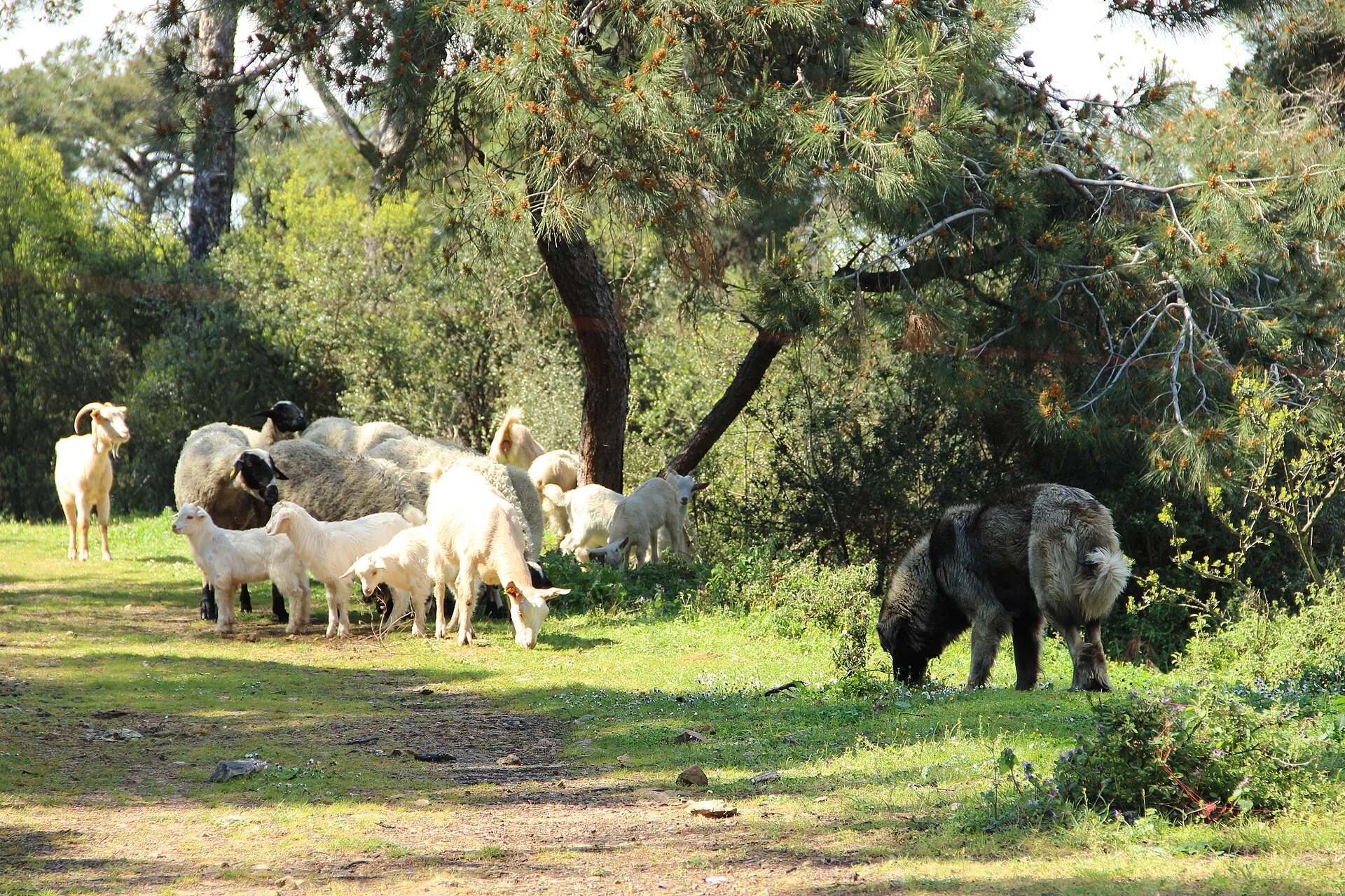 Sheeps and shepperd dog, Büyükada 2015, ein Hund-Foto auf Pictures of Dog