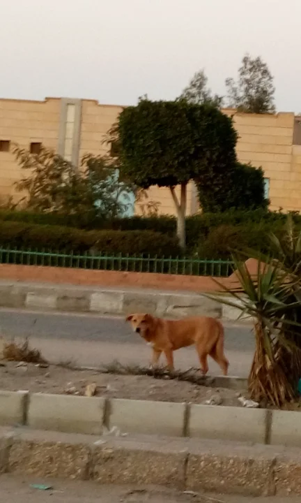 Tan dog walking beside a roadside tree · Dog photo — Pictures of Dog