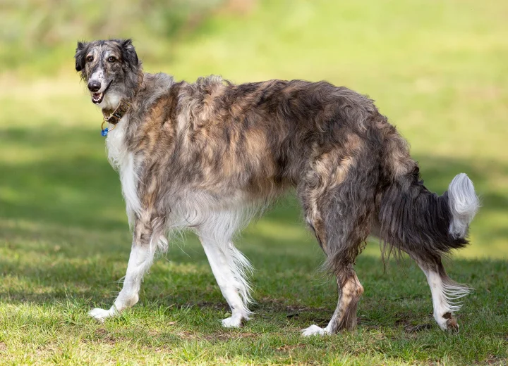 Long-haired brindle dog standing on grass · Dog photo — Pictures of Dog