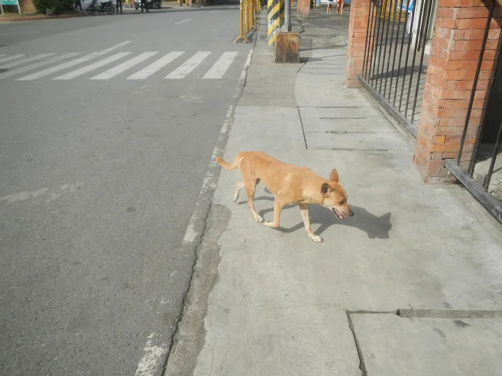 Tan dog walking along a curb near brick walls · Dog photo — Pictures of Dog