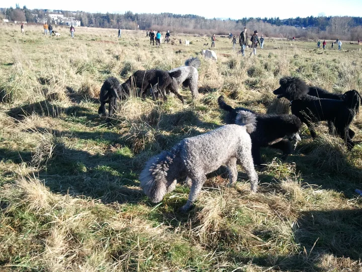Group of dogs spread across an open grassy field · Dog photo — Pictures of Dog