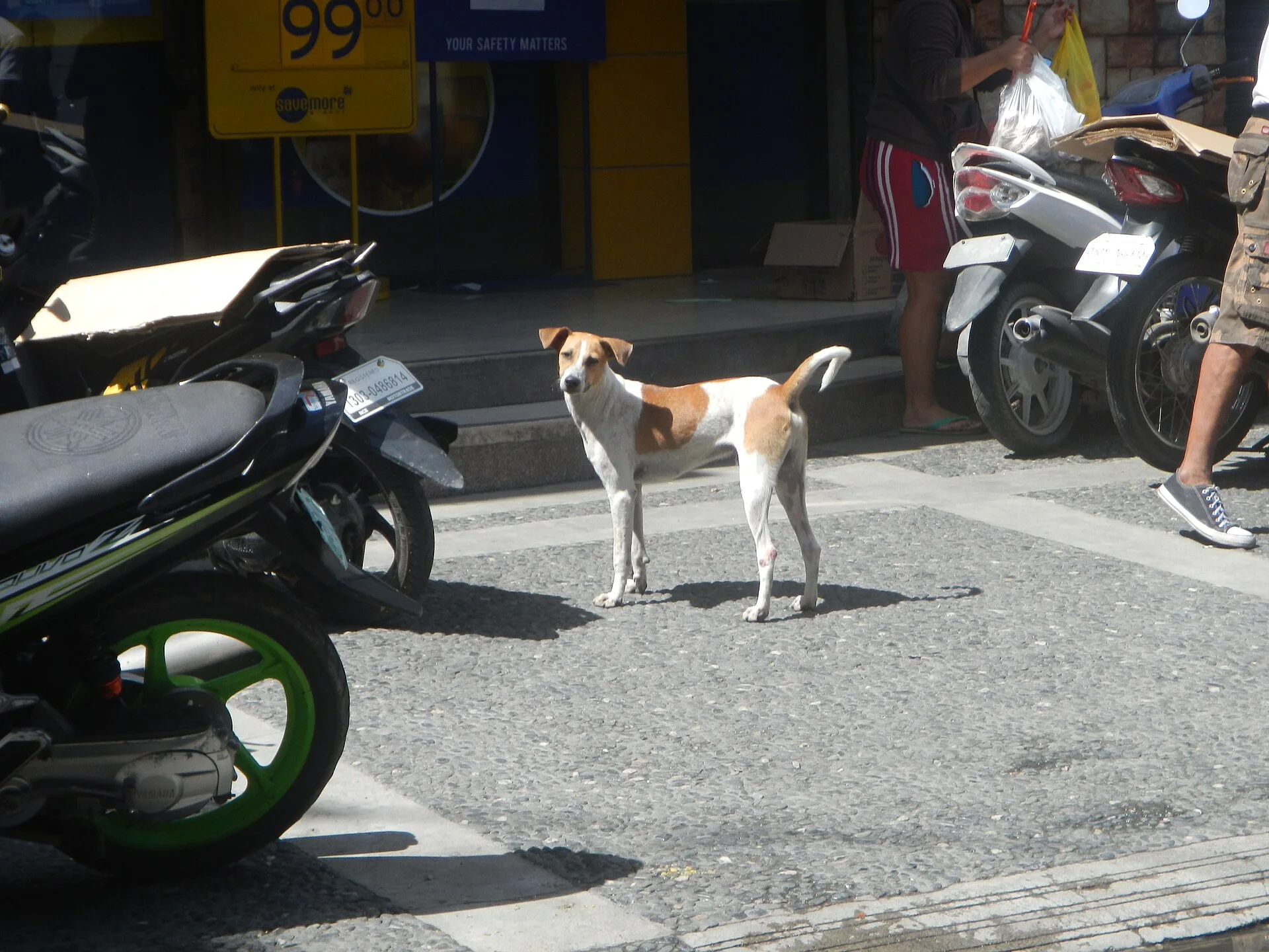 Photos taken during the 2020 coronavirus pandemic in Baliuag, Bulacan Timeline of the 2020 coronavirus pandemic in the P, ein Hund-Foto auf Pictures of Dog