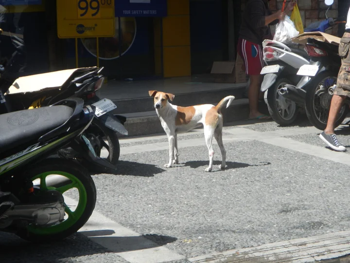 White and brown dog standing among parked motorcycles · Dog photo — Pictures of Dog
