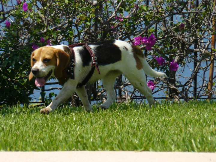 White and brown dog walking beside flowering plants · Dog photo — Pictures of Dog