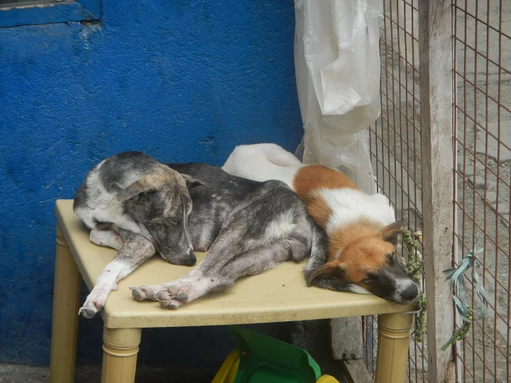 Two dogs resting together on a small table · Dog photo — Pictures of Dog