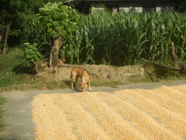 Tan dog beside yellow kernels spread on a path · Dog photo — Pictures of Dog