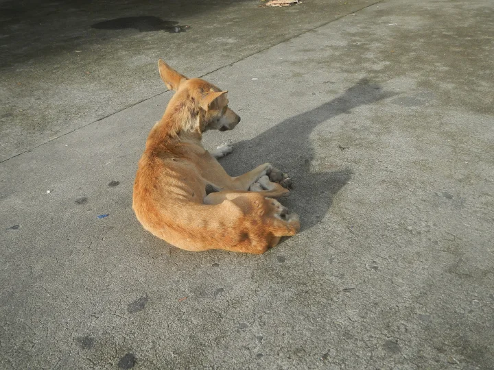 Tan dog lying on concrete with its head turned · Dog photo — Pictures of Dog