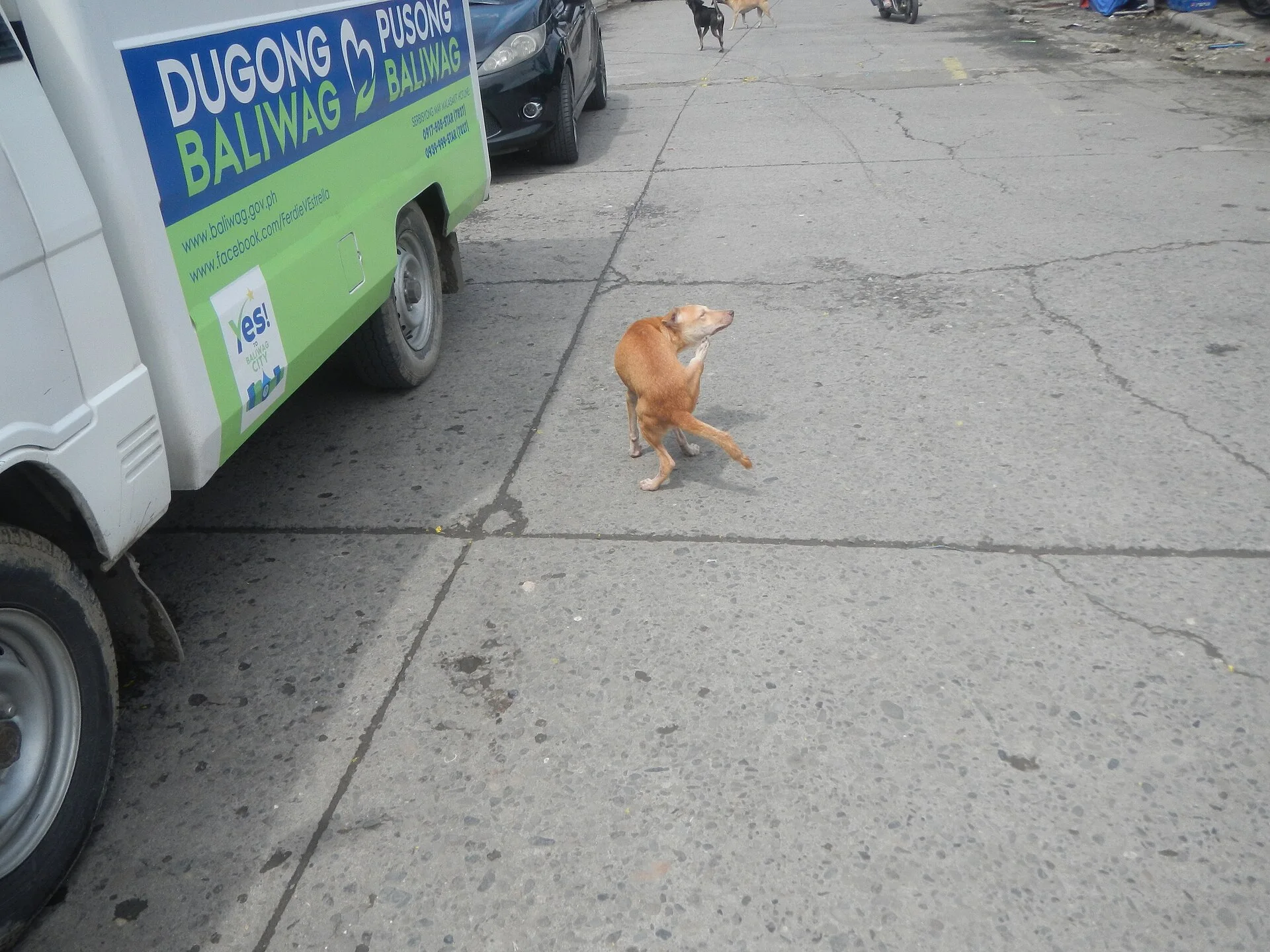 Photos taken during the 2020 coronavirus pandemic in Baliuag, Bulacan New Normal (General Community Quarantine in Baliua, a dog photo on Pictures of Dog