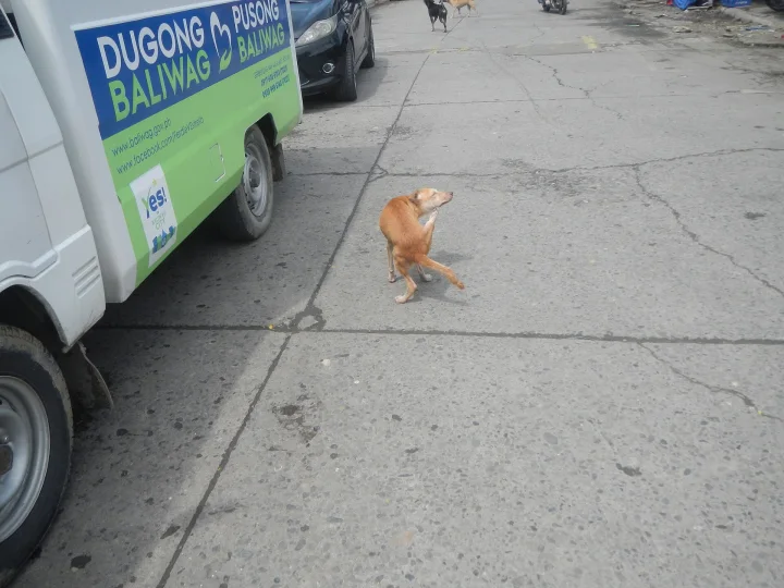 Tan dog beside a green and white van · Dog photo — Pictures of Dog