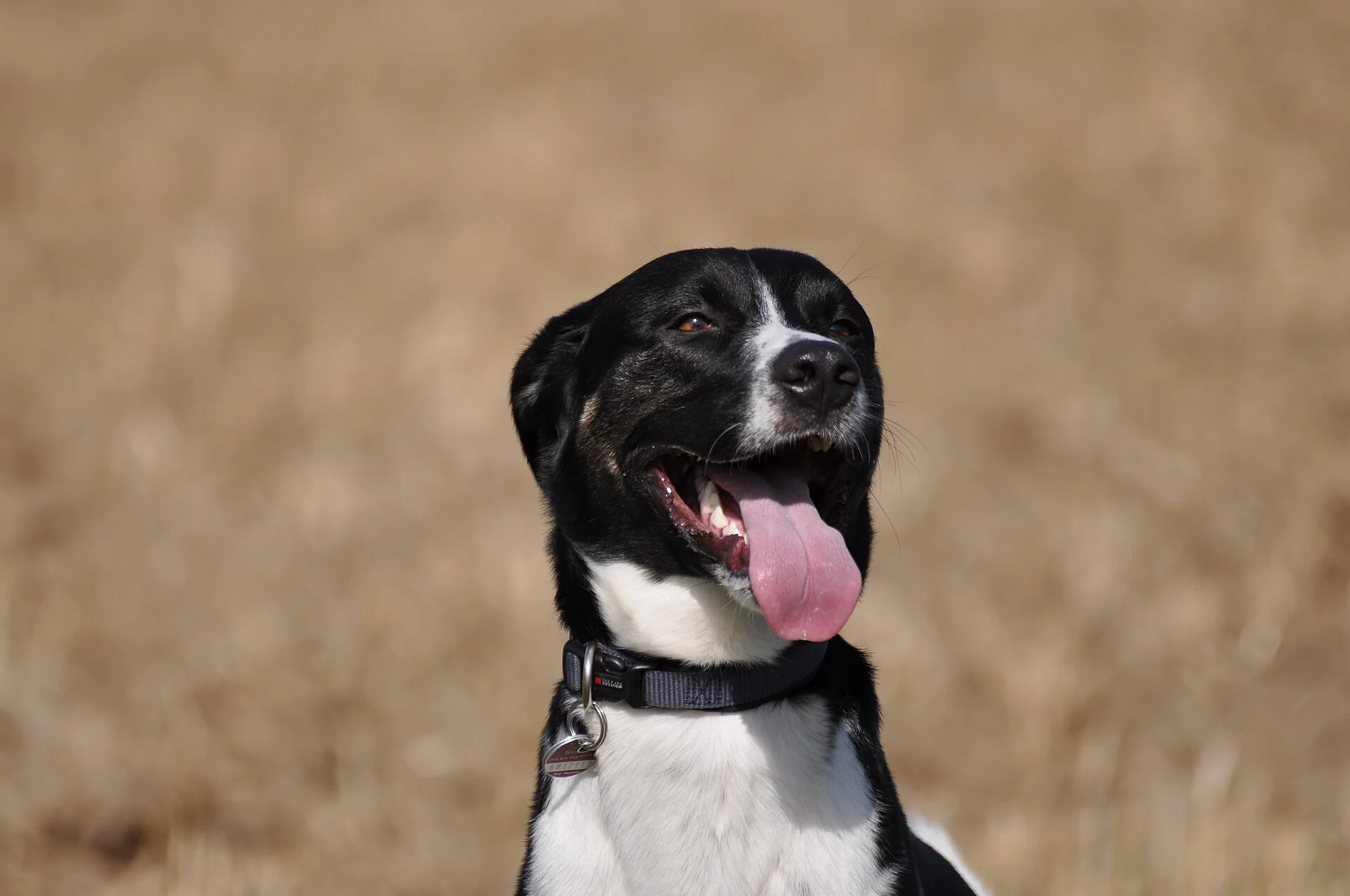 A panting black and white dog, une photo de chien sur Pictures of Dog