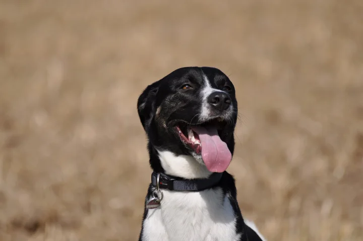 Black and white dog with its mouth open outdoors · Dog photo — Pictures of Dog