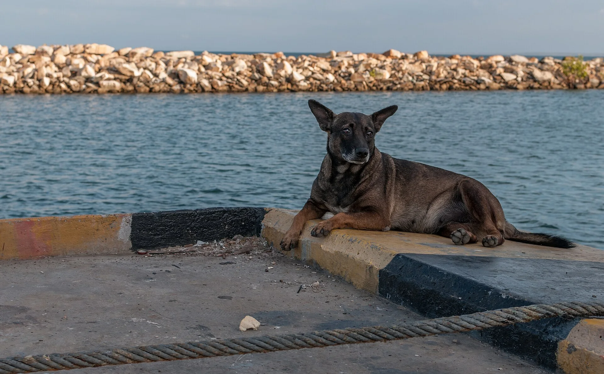 Pictures of Dog의 강아지 사진, Dog in Chacachacare