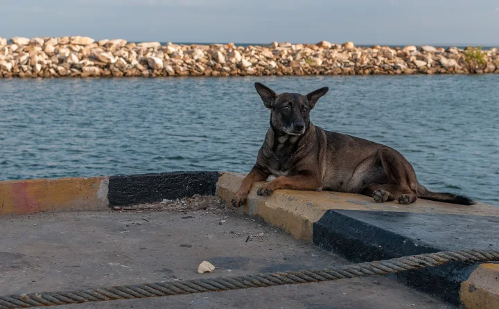 A dark dog lying on a concrete pier beside blue water · Dog photo — Pictures of Dog
