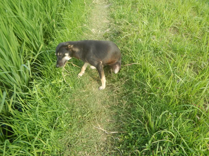 Dark dog standing among tall green grass · Dog photo — Pictures of Dog