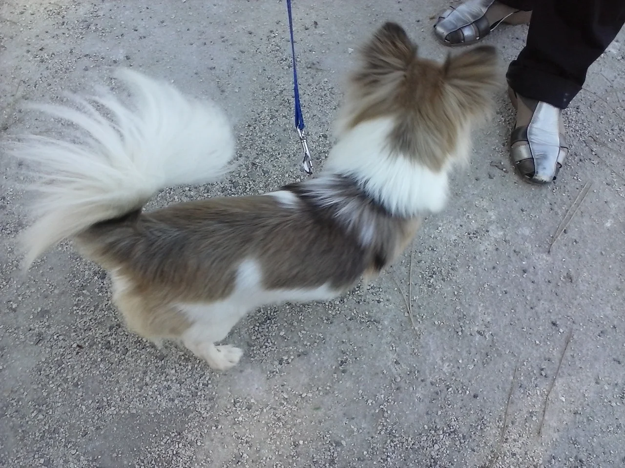 Can I use this photo? Read here for more informations., ein Hund-Foto auf Pictures of Dog