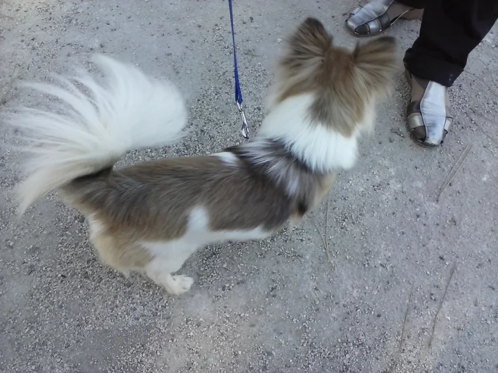 Long-haired small dog on a lead beside a person · Dog photo — Pictures of Dog