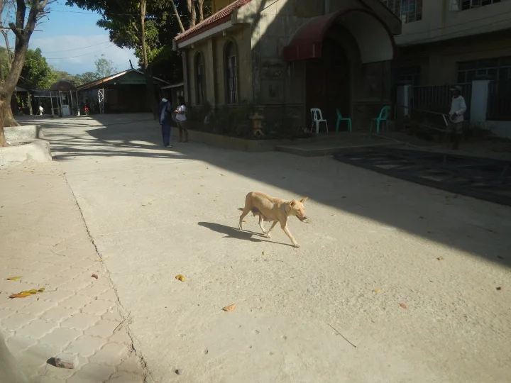 Tan dog moving through a sunlit residential lane · Dog photo — Pictures of Dog