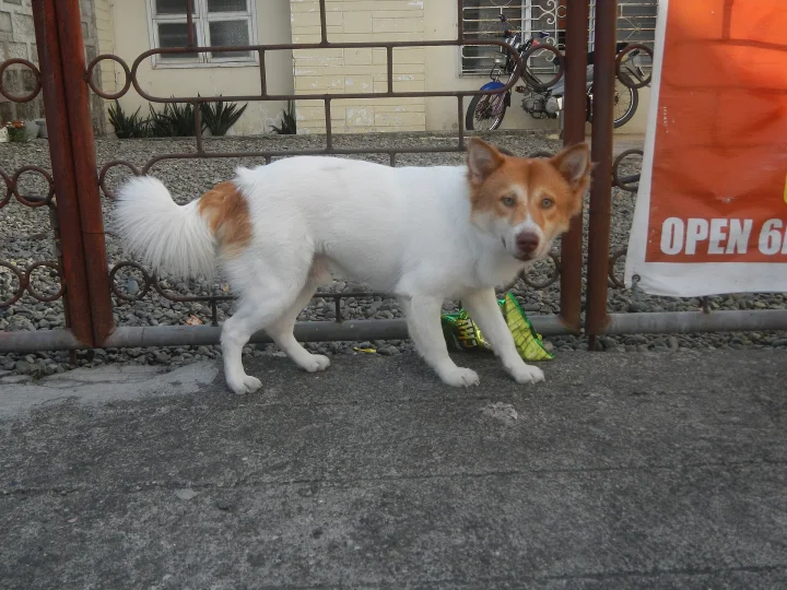 White and orange dog beside a shop entrance · Dog photo — Pictures of Dog