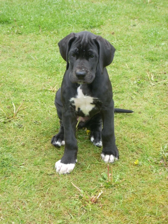 Black puppy with white paws sitting on grass · Dog photo — Pictures of Dog
