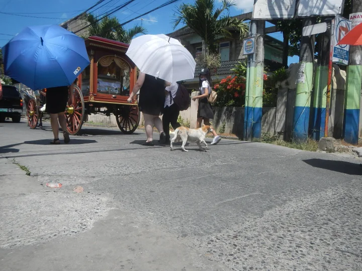 Small dogs on a roadside beside a person and umbrellas · Dog photo — Pictures of Dog