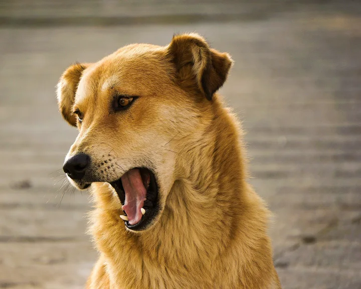 A tan dog with its mouth open against a gray background · Dog photo — Pictures of Dog