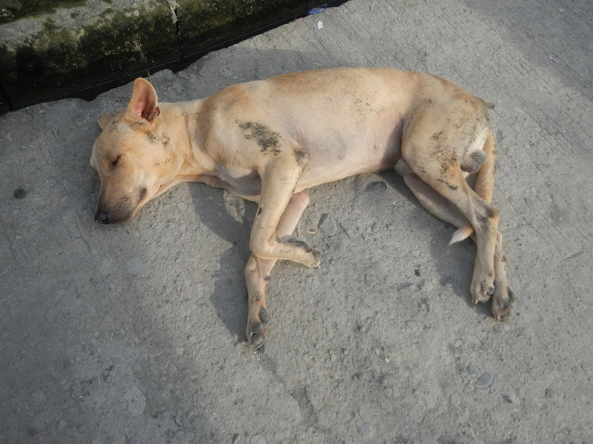 Barangay Tibaguin 14°47'8"N 120°42'3"E Pugad 14°46'38"N 120°44'36"E Hagonoy, Bulacan, Bulacan (Note: Judge Florentino Fl, una foto de perro en Pictures of Dog