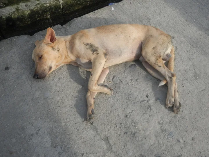 Pale dog lying on concrete beside a low wall · Dog photo — Pictures of Dog