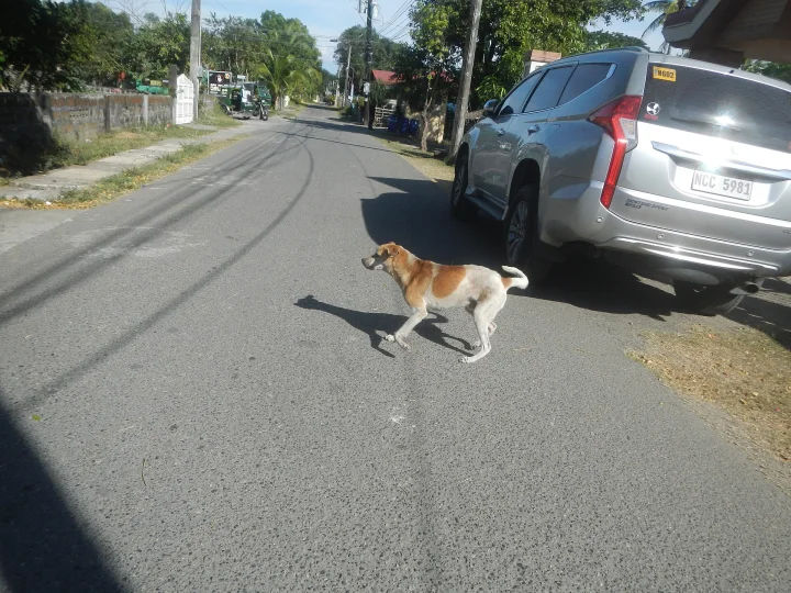 Brown and white dog crossing a road near a parked car · Dog photo — Pictures of Dog