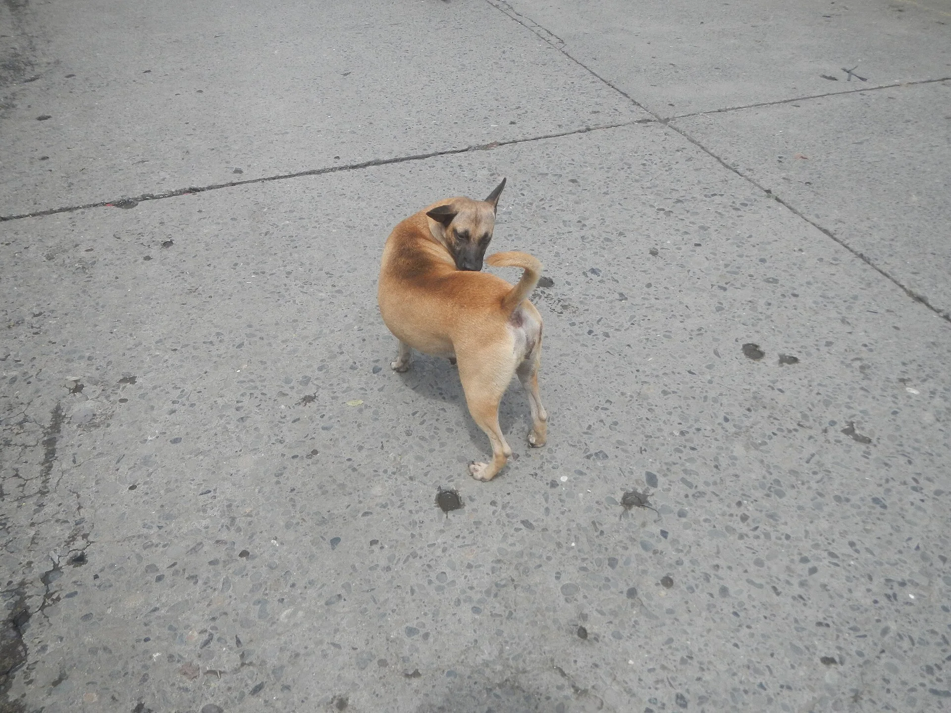Photos taken during the 2020 coronavirus pandemic in Baliuag, Bulacan New Normal (General Community Quarantine in Baliua, ein Hund-Foto auf Pictures of Dog