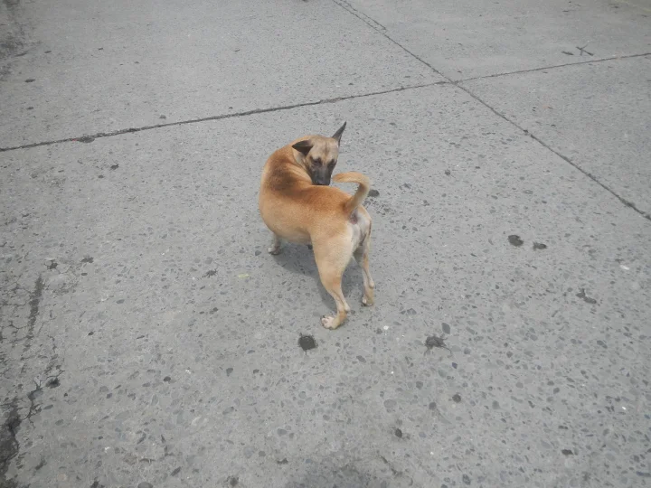 Tan dog looking back on a concrete path · Dog photo — Pictures of Dog