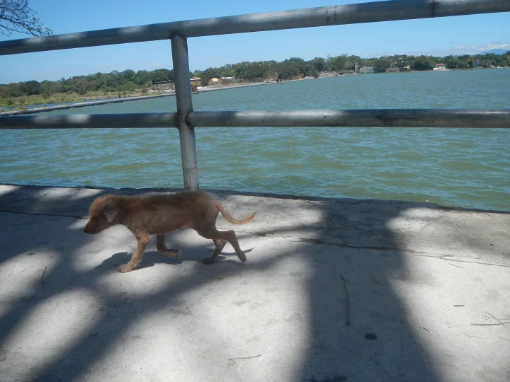 Brown dog walking beside a waterside railing · Dog photo — Pictures of Dog