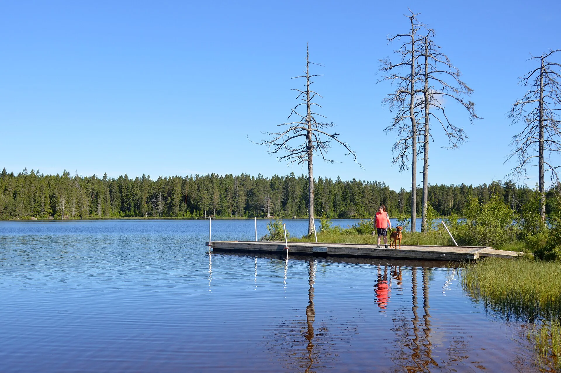 Dog walker on pier, Södra Ånnabosjön, a dog photo on Pictures of Dog