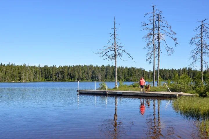 A dog and a person on a wooden dock beside a lake · Dog photo — Pictures of Dog
