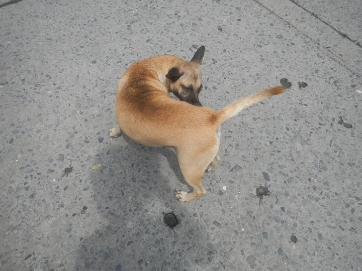 Tan dog turning its head toward its raised tail · Dog photo — Pictures of Dog