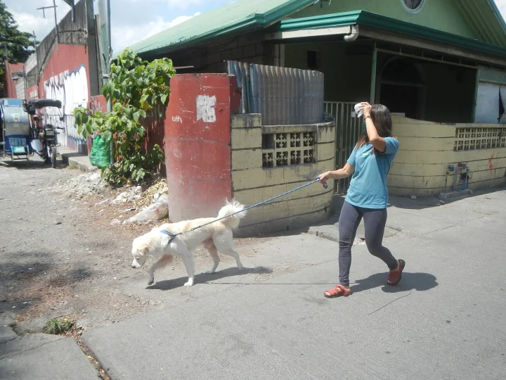 White dog on a lead beside a person on a street · Dog photo — Pictures of Dog