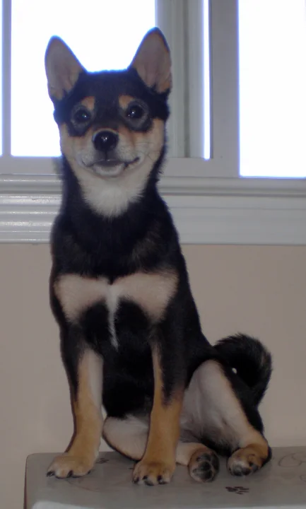 Black and tan dog sitting in front of a window · Dog photo — Pictures of Dog