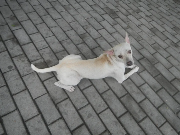 White dog lying diagonally on gray paving bricks · Dog photo — Pictures of Dog