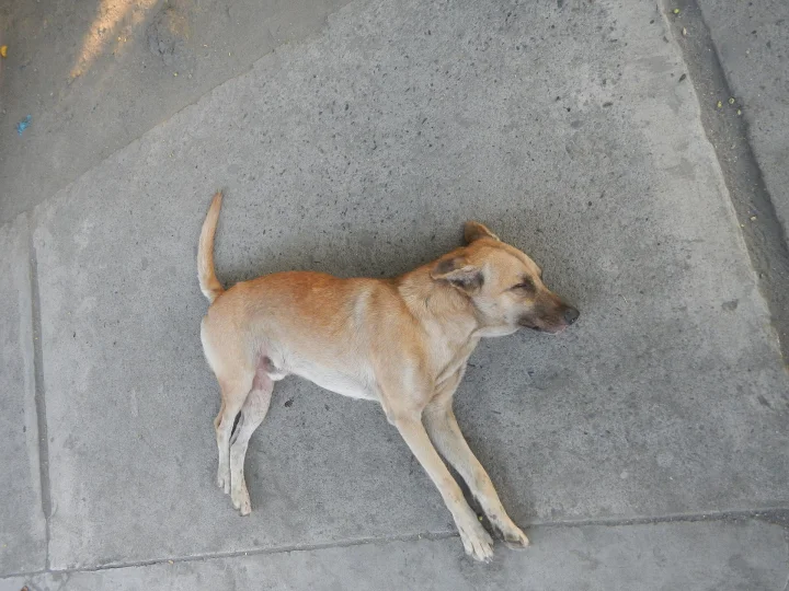 Tan dog lying on a concrete sidewalk · Dog photo — Pictures of Dog