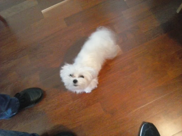 Small white dog looking up from a wooden floor · Dog photo — Pictures of Dog