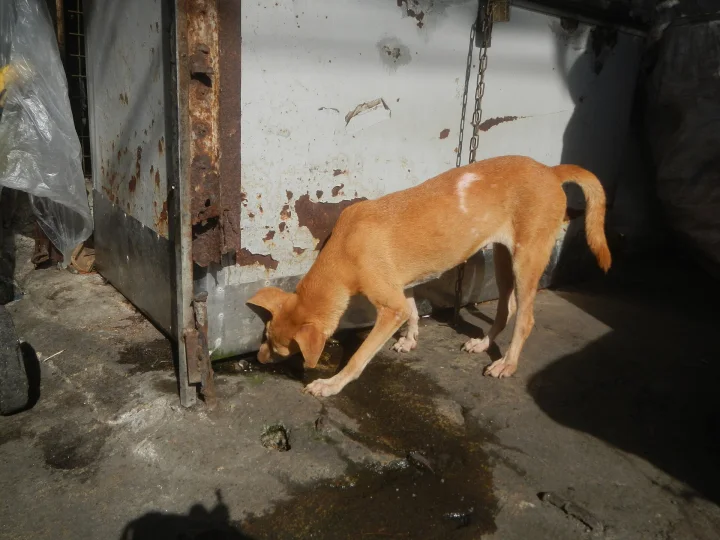 Tan dog with its muzzle near a puddle by a metal doorway · Dog photo — Pictures of Dog