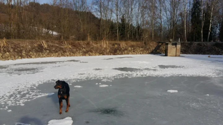 Dark dog on ice near a snowy wooded shore · Dog photo — Pictures of Dog
