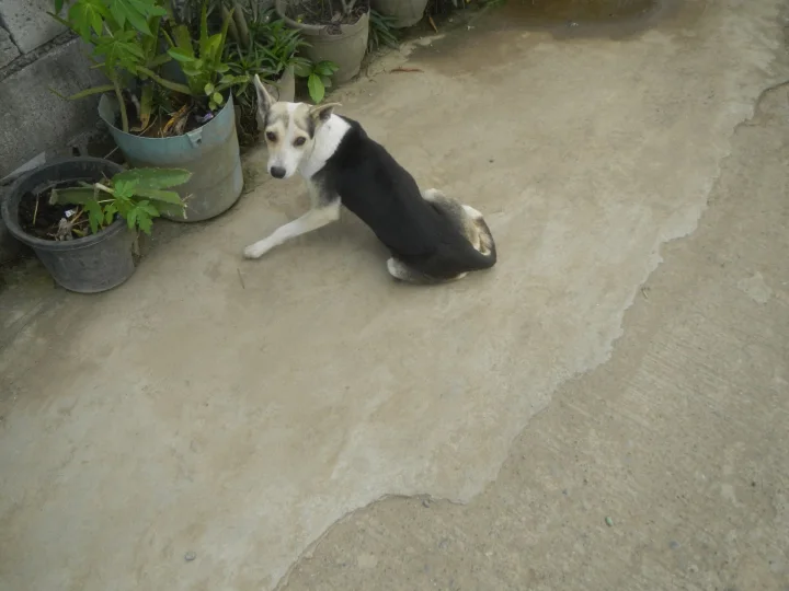 Plaridel Pulilan Baliuag Highways, a dog photo on Pictures of Dog
