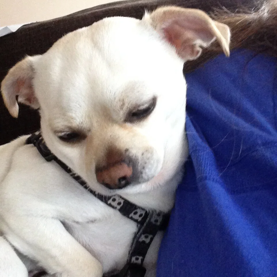 Pictures of Dog의 강아지 사진, Young Dante Sleeping in a shoulder