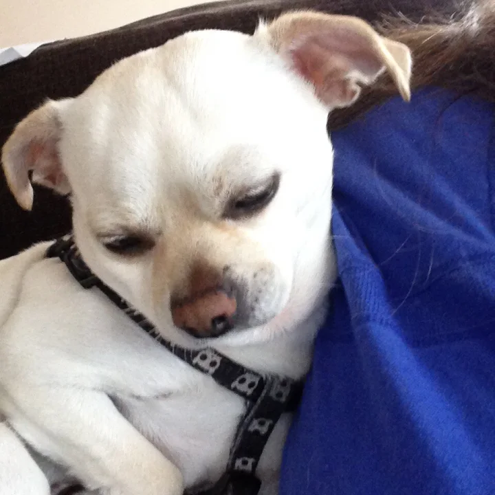 White dog resting beside a person in blue · Dog photo — Pictures of Dog