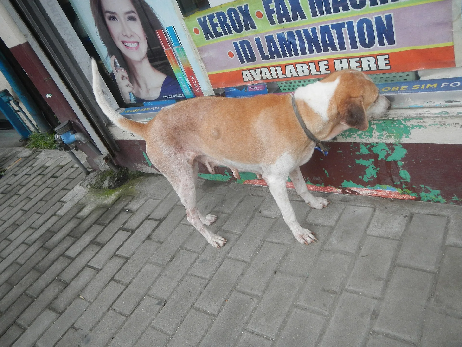 Green bell peppers Carrot textures Guisadong Alamang Camote slices Cooked white rice Dogs tracking Ants of the Philippin, a dog photo on Pictures of Dog