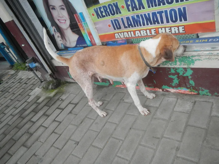Tan and white dog beside a shop counter · Dog photo — Pictures of Dog